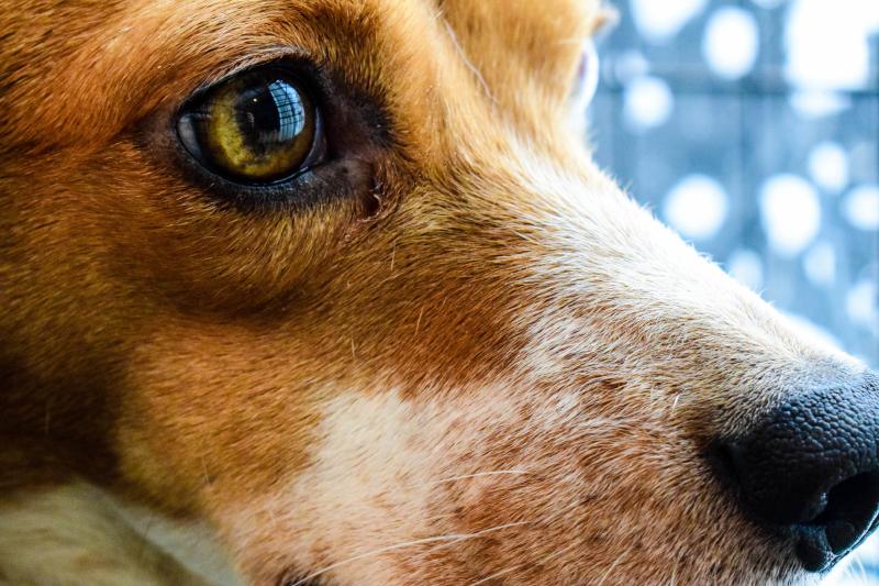 Zeugen zu mutmaßlich vergifteten Hundeködern gesucht