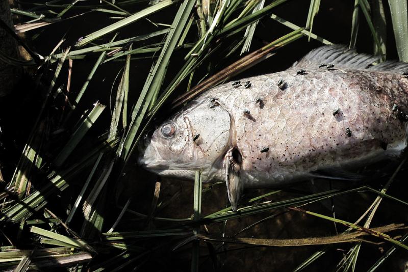 Verdacht Umweltstraftat  Fischsterben in der Forellenzucht
