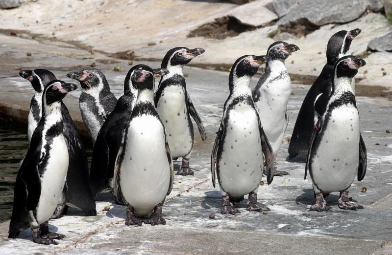 Großspende des Zoovereins sichert Pinguinhaltung im Zoo 