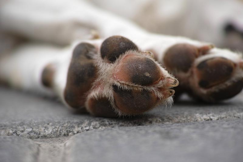 Plötzlicher Tod  Hund womöglich vergiftet?
