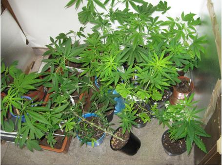 Cannabisplantage in Wohnung entdeckt