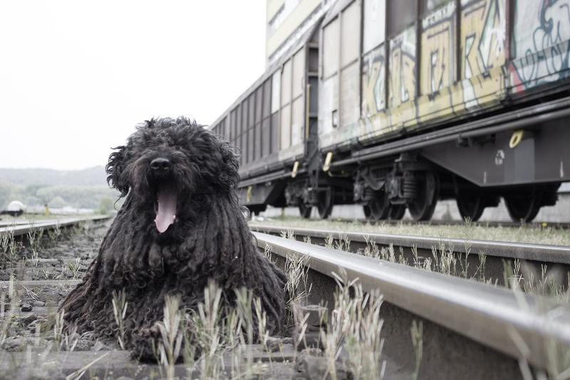 Hund ohne Zugticket  Herrchen beleidigt Zugpersonal