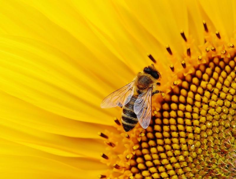 Wissenswertes über die Herstellung von Honig