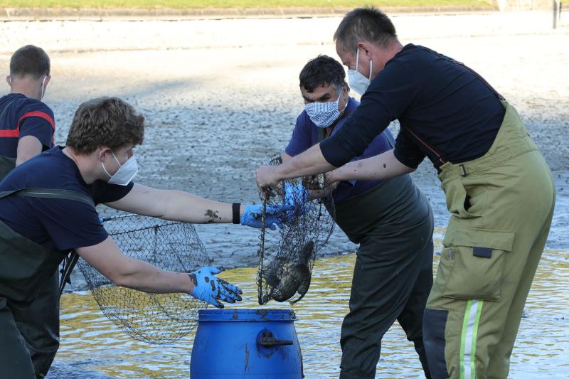 Feuerwehr rettete Fische aus dem abgelassenen Palaisteich des Großen Gartens