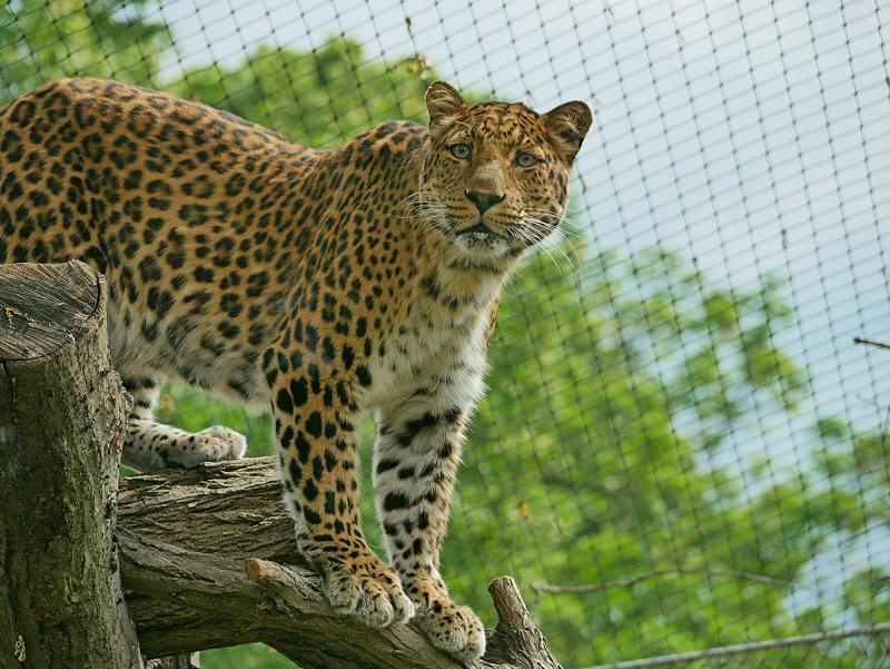 Zoo Hoyerswerda eröffnet neue Leoparden-Anlage