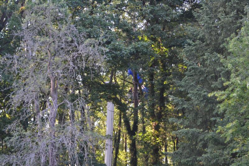 Fallschirmspringerin bleibt in Baum hängen und muss gerettet werden