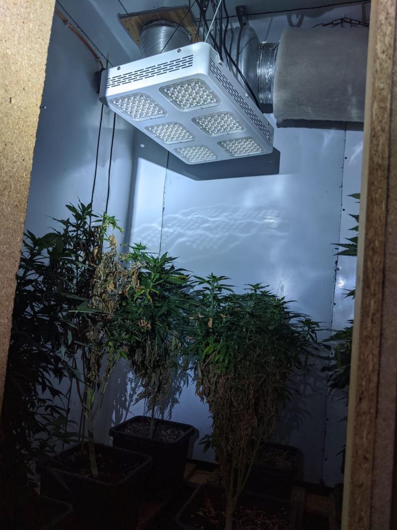 Indoor-Plantage mit Hanfpflanzen entdeckt