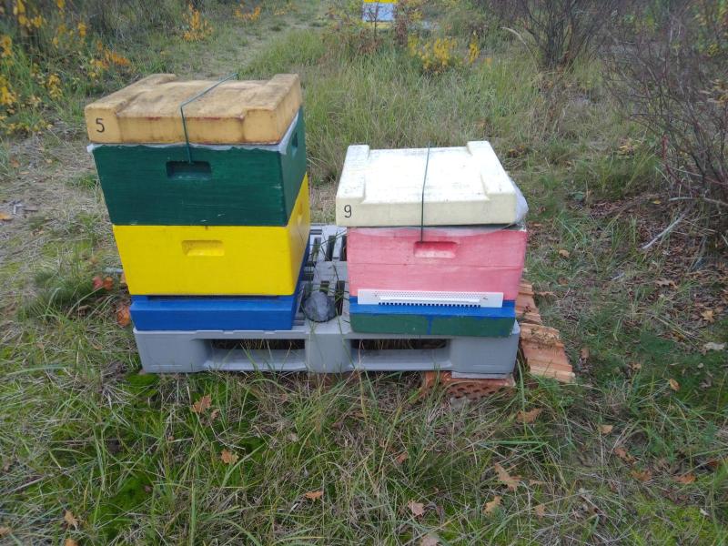 Bienenvolk gestohlen - Zeugen gesucht