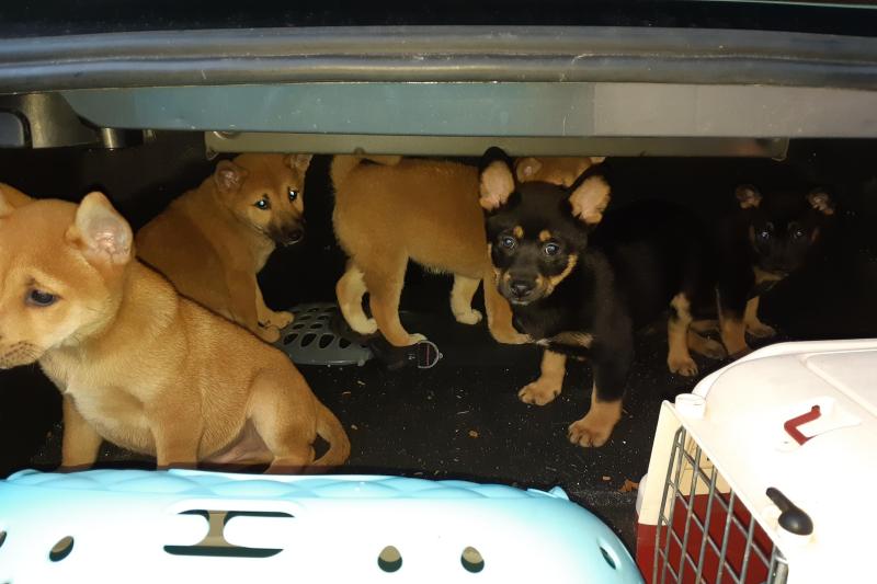 Mit fünf Hundewelpen im Kofferraum versteckt über die Grenze