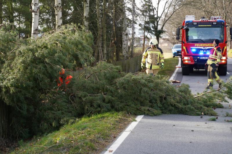 Sturmtief Hermine: Baum kippt auf Staatsstraße