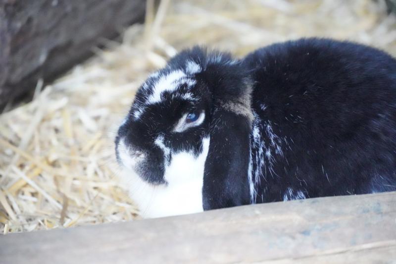 Tierparkdiebe überführt - Kaninchen Lulu wieder da