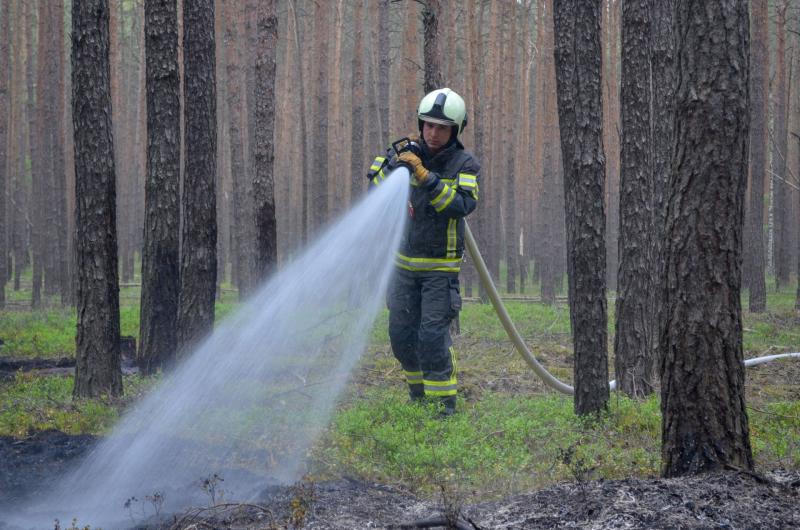Waldboden steht in Flammen: Feuerwehr verhindert weitere Ausbreitung
