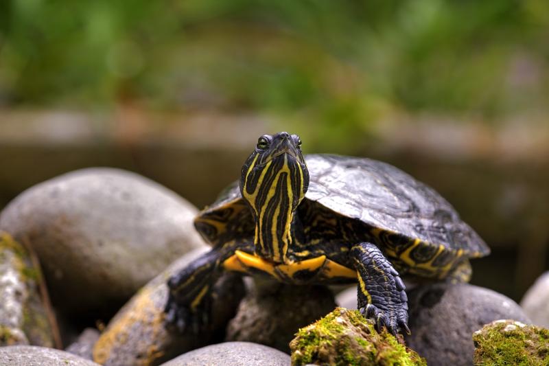 Schildkröte zugelaufen – Eigentümer gesucht