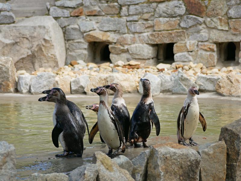 Zoo Hoyerswerda trauert um Pinguine