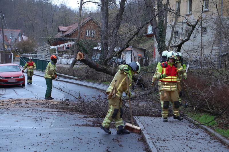 Baum kippte in Telefonleitung und beschädigte mehrere Masten - Feuerwehr im Einsatz