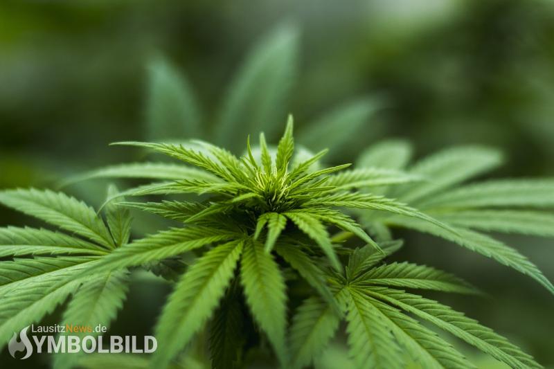 Cannabis - Pflanzen in Gartensparte