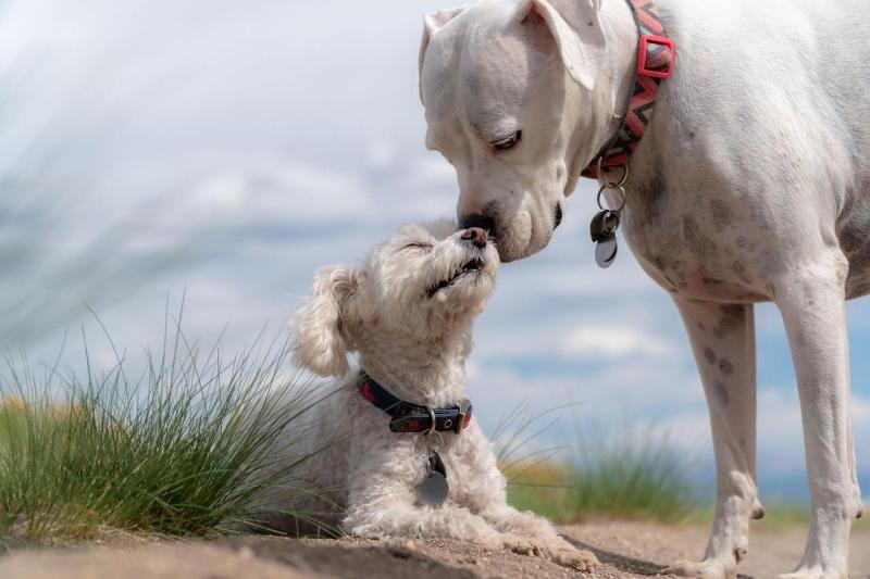 Hundehalter und ihre Hunde: Eine innige Liebe mit großer Verantwortung!
