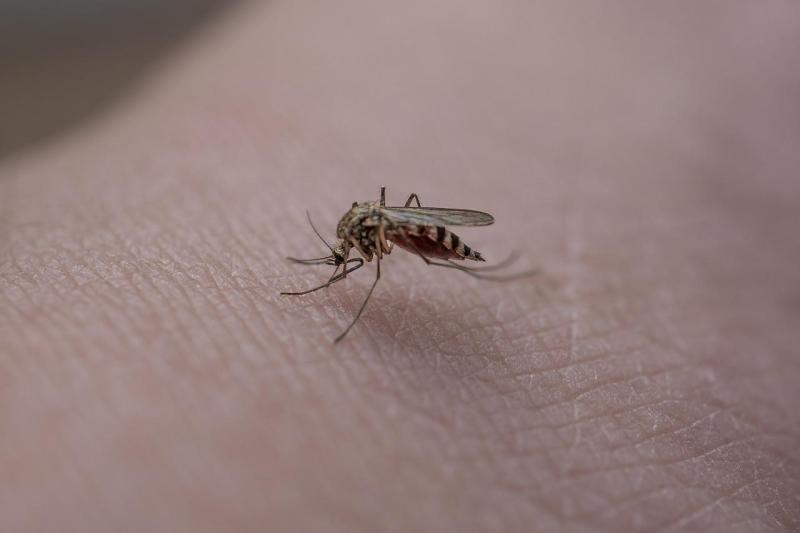 Insektenstiche: Nervig und manchmal gefährlich