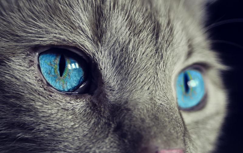 Nassfutter für Katzen - Die bessere Wahl?