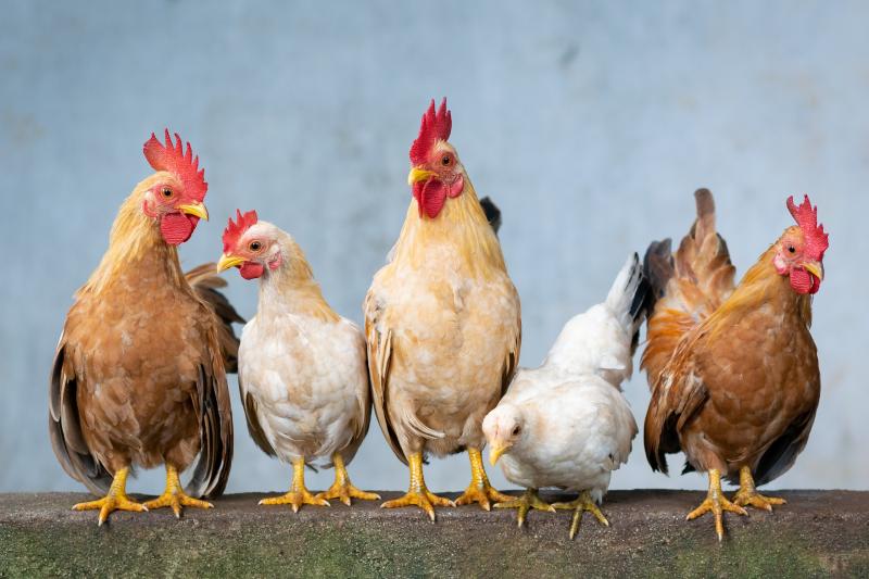 Hahn und acht Hühner gestohlen