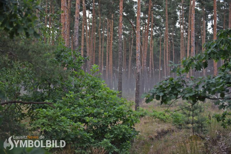 Wald in Brand