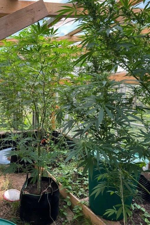 Cannabispflanzen beschlagnahmt